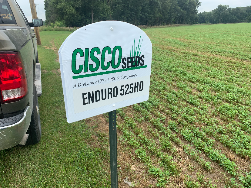 Alfalfa - CISCO Brand — CISCO Farm Seed